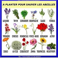 Quelques plantes indispensables aux pollinisateurs