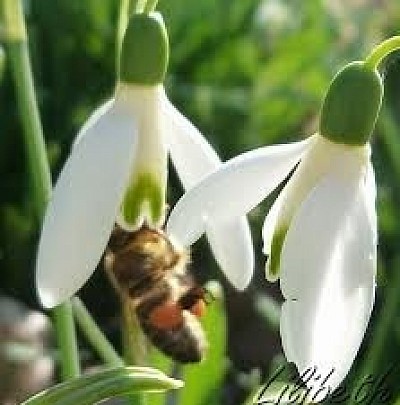 Abeille avec du pollen dans les perce-neige