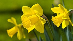Jonquilles