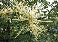 Miel de forêt note florale châtaignier origine France