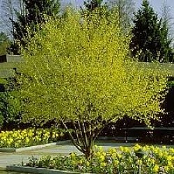 Cornus mas