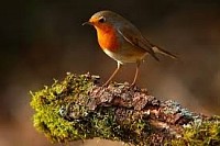 Rouge gorge