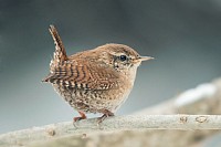 Troglodyte mignon